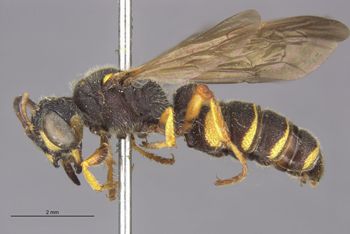 Media type: image;   Entomology 13770 Aspect: habitus lateral view